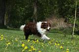 BORDER COLLIE 907